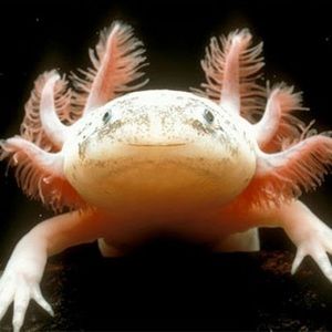 Meet your Posher, Alia